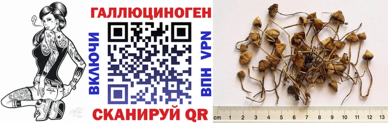 ОМГ ОМГ ссылка  Усмань  Псилоцибиновые грибы Psilocybe 